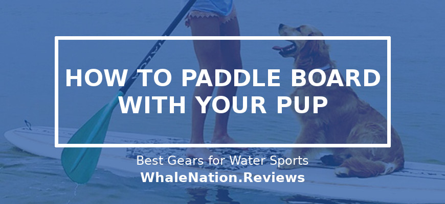 How To Paddle Board With Your Dog: The Complete SUP Guide